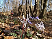 39  Denti di cane (Erythronium dens-canis)